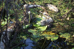 (c) Martin Rady, some rights reserved (CC BY) Nymphaea violacea, photograph (c) Martin Rady, some rights reserved (CC BY)