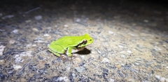 Hyla
