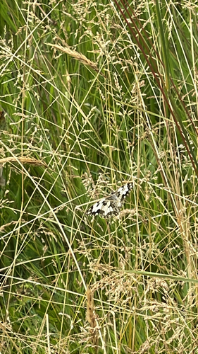 Marbled White