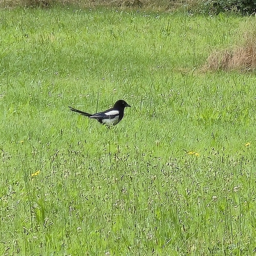 Eurasian Magpie