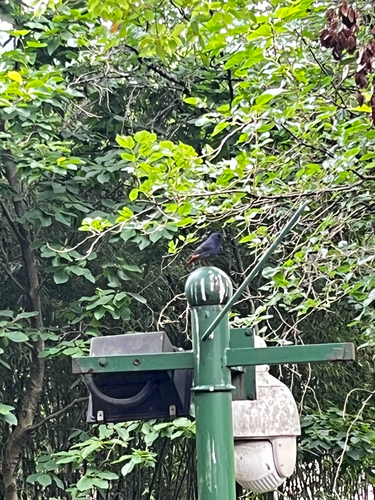 Plumbeous Water Redstart