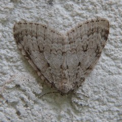Operophterini