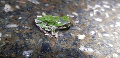Hyla japonica