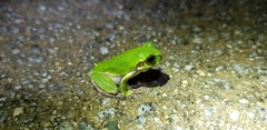 Hyla