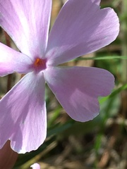 Phlox nivalis