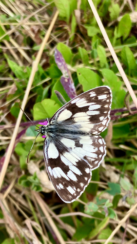 Marbled White