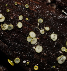 Chlorosplenium