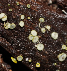 Chlorosplenium