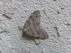 Operophterini
