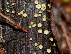Chlorosplenium