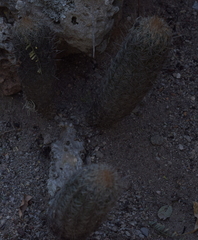 Thelocactus hastifer