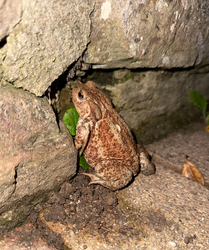 European Toad