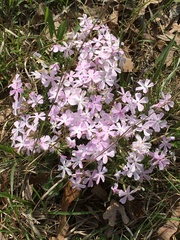 Phlox nivalis