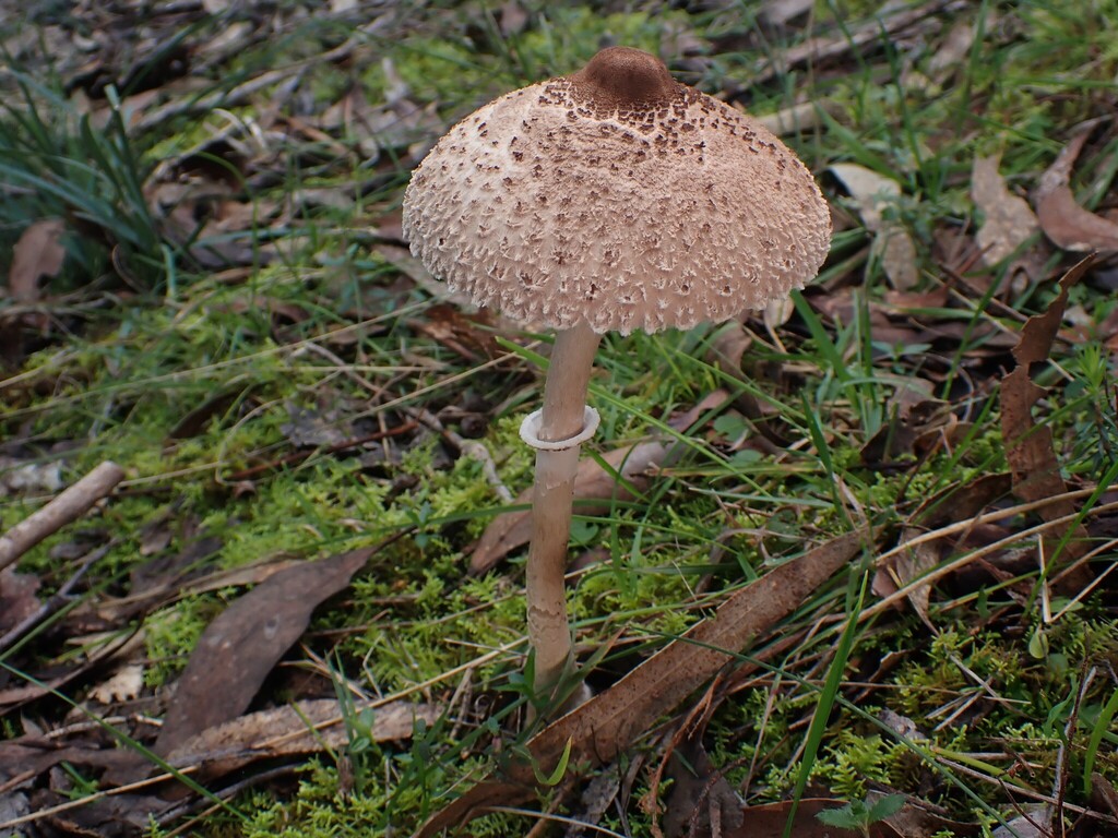 Graceful Parasol
