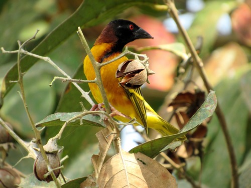 Village Weaver