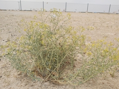 Haplophyllum tuberculatum