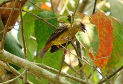 Ploceus cucullatus