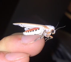 Aloa marginata
