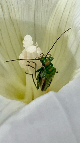 Thick-legged Flower Beetle