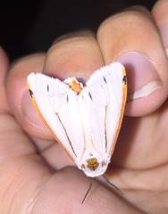 Aloa marginata