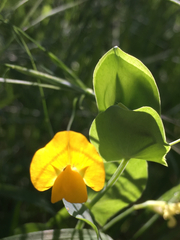 Lathyrus aphaca