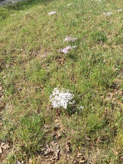 Phlox nivalis