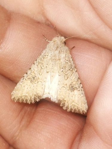 Nutmeg Moth