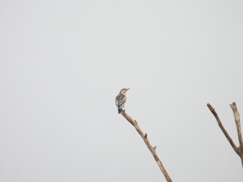 White-winged Triller (Lalage tricolor)