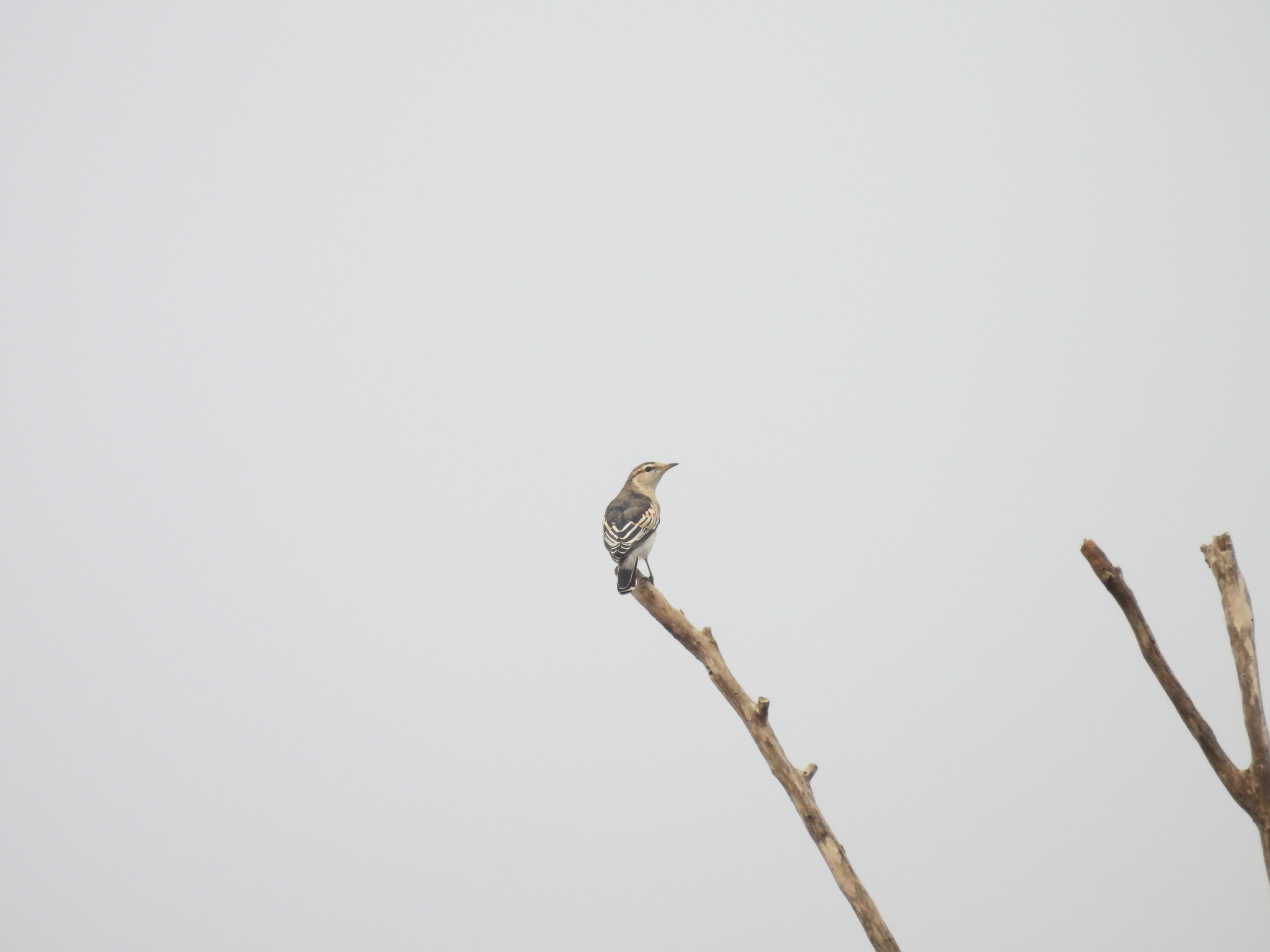 White-winged Triller (Lalage tricolor), photo 1