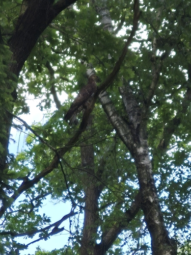 European Honey-buzzard