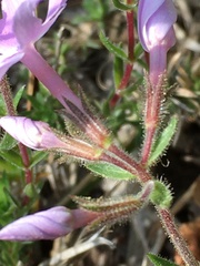 Phlox nivalis