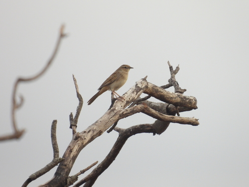 Rufous Songlark (Cincloramphus mathewsi), photo 7