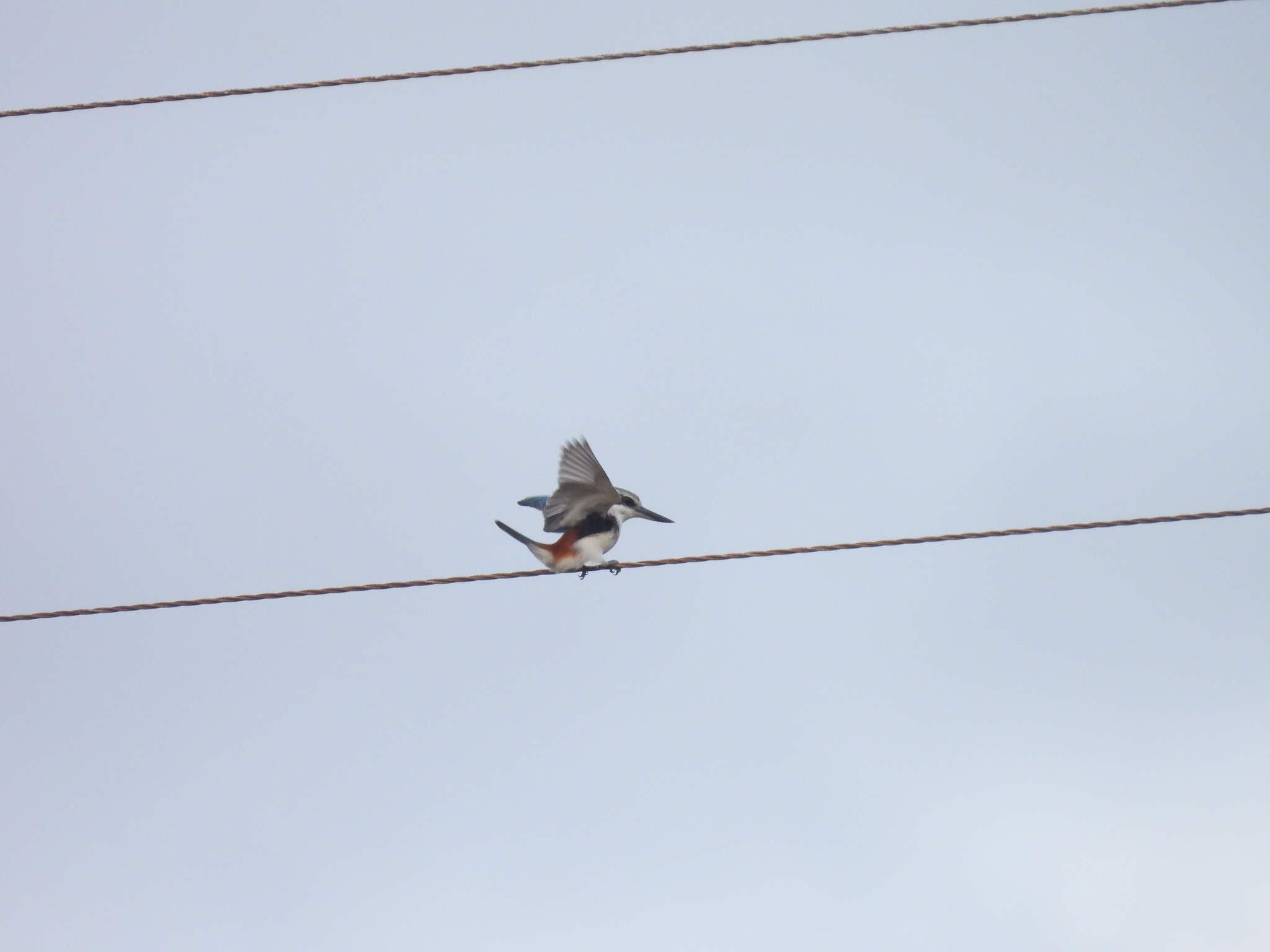 Red-backed Kingfisher (Todiramphus pyrrhopygius), photo 7