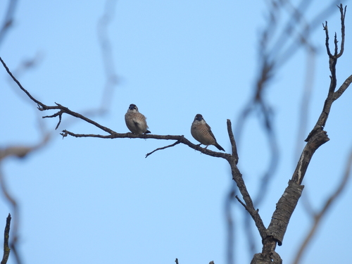 Plum-headed Finch (Emblema modestum), photo 5