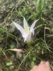 Zephyranthes atamasco