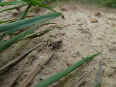 Alysson spinosus