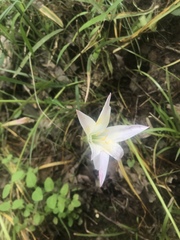 Zephyranthes atamasco