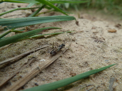 Alysson spinosus
