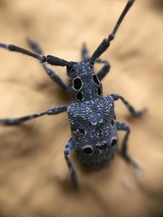 Mesosa curculionoides