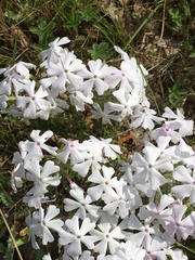 Phlox nivalis