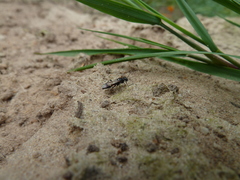 Alysson spinosus