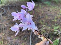 Spathoglottis petri