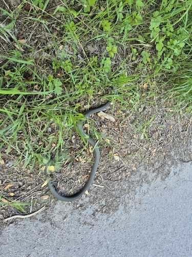 grass snake