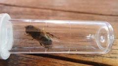 Eristalis pertinax