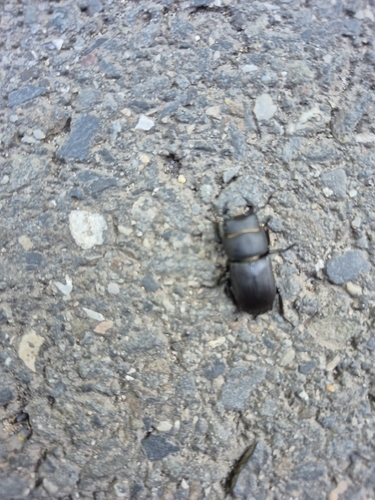 Lesser Stag Beetle