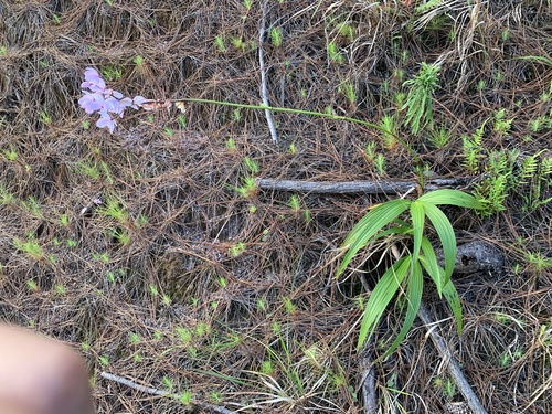 Spathoglottis petri, photograph 1