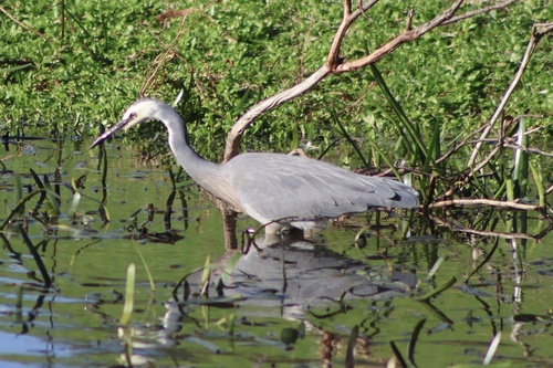 White-faced Heron