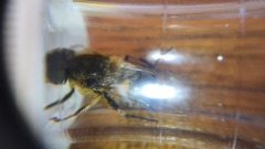 Eristalis pertinax