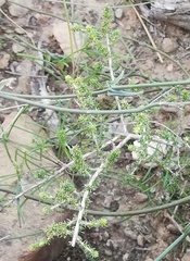 Aspalathus acuminata