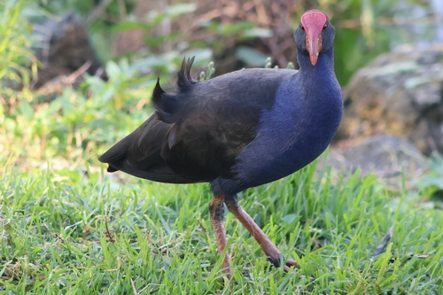 Australasian Swamphen